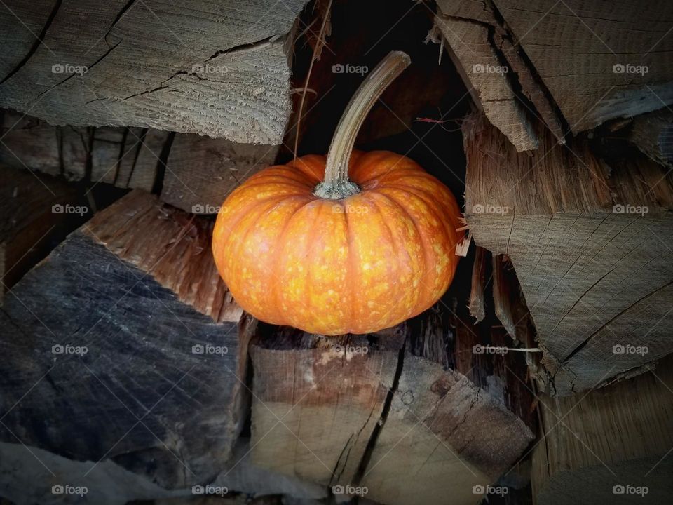 Small pumkin on firewood during spooky season