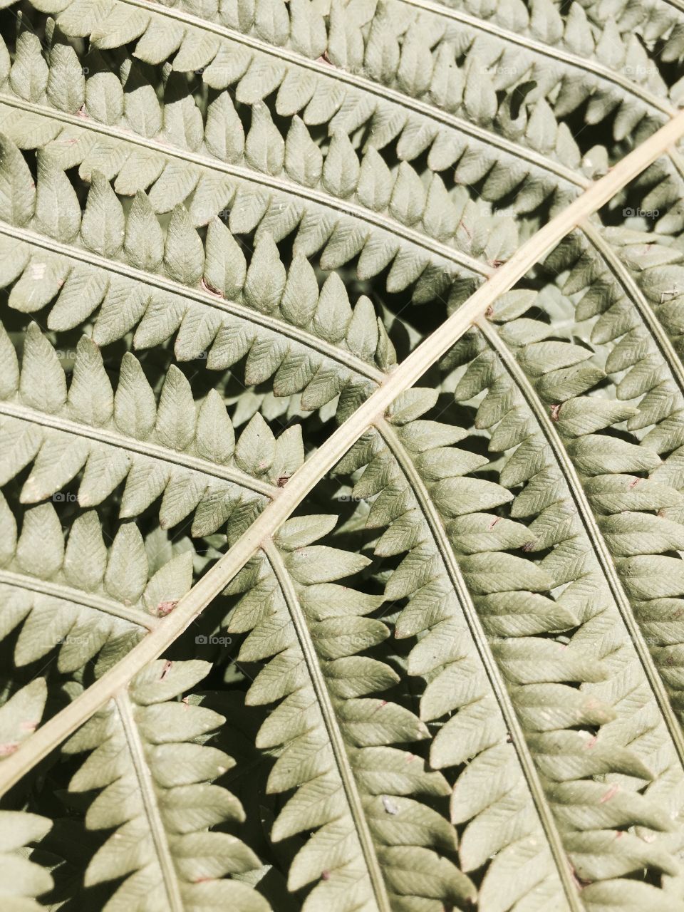Close up fern
