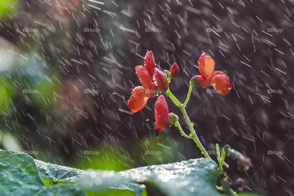 Red summer flower under the rain