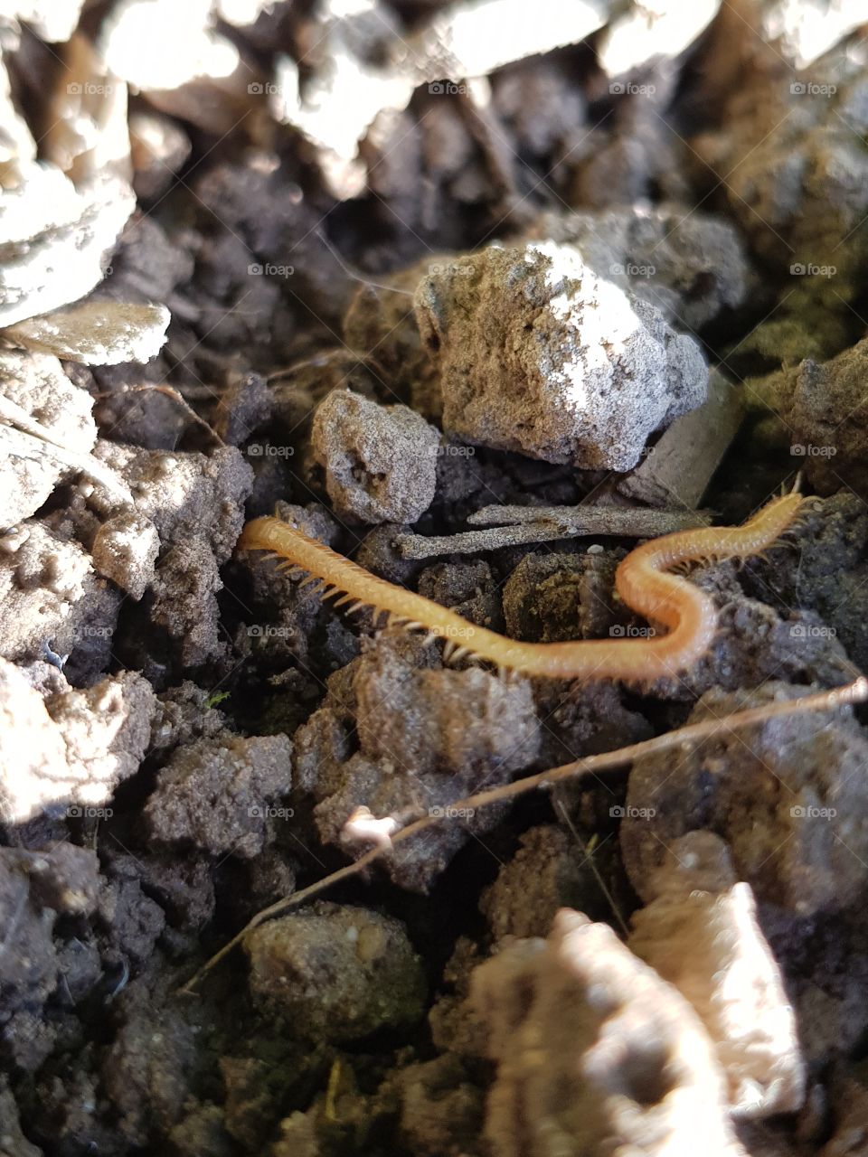 Centipede on rocks (worm)