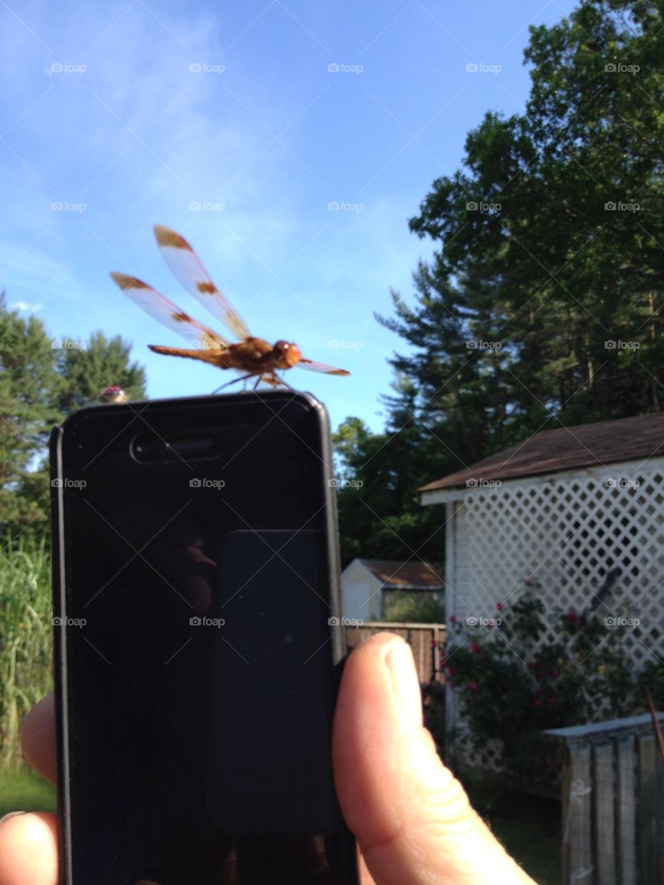 DRAGONFLY ON IPHONE