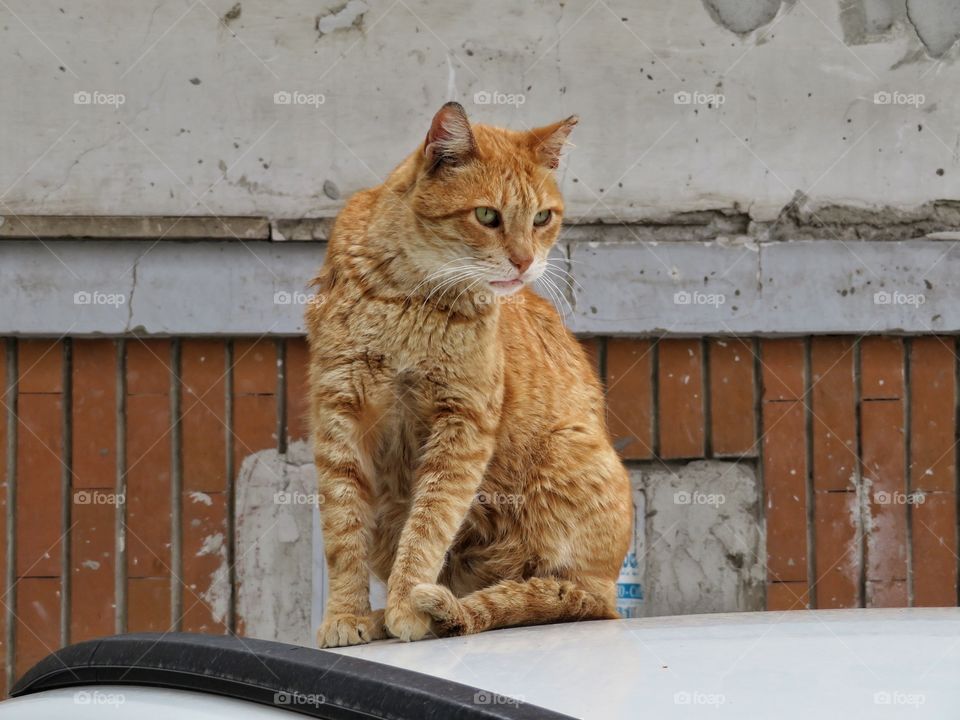 Italian cat Sorrento 