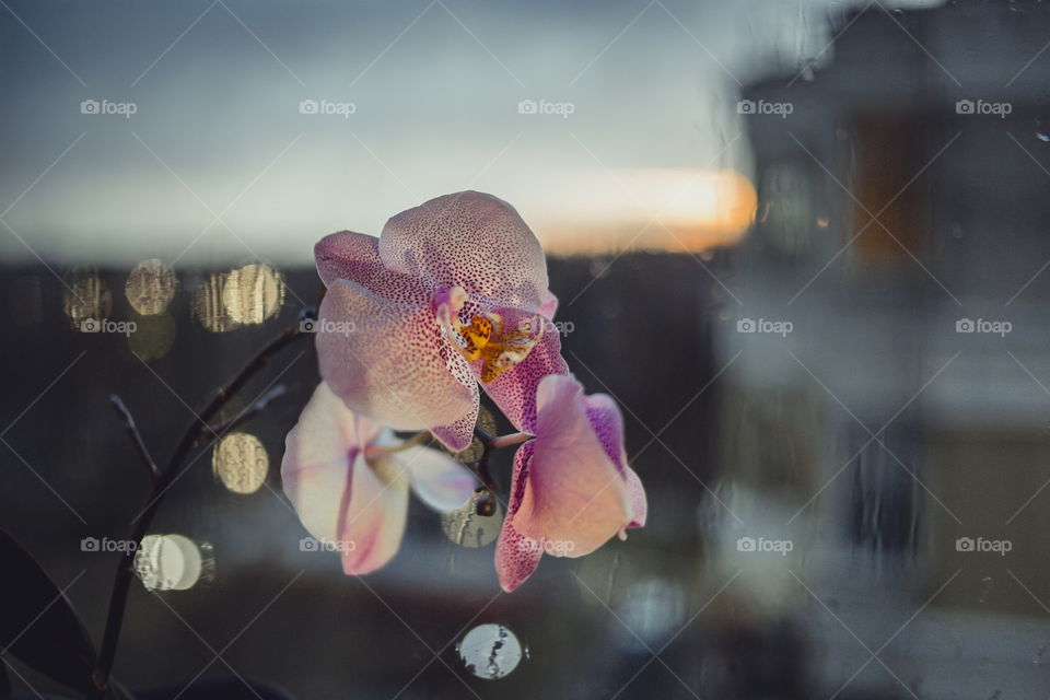 Rainy evening. Orchid on Water drops on window at sunset