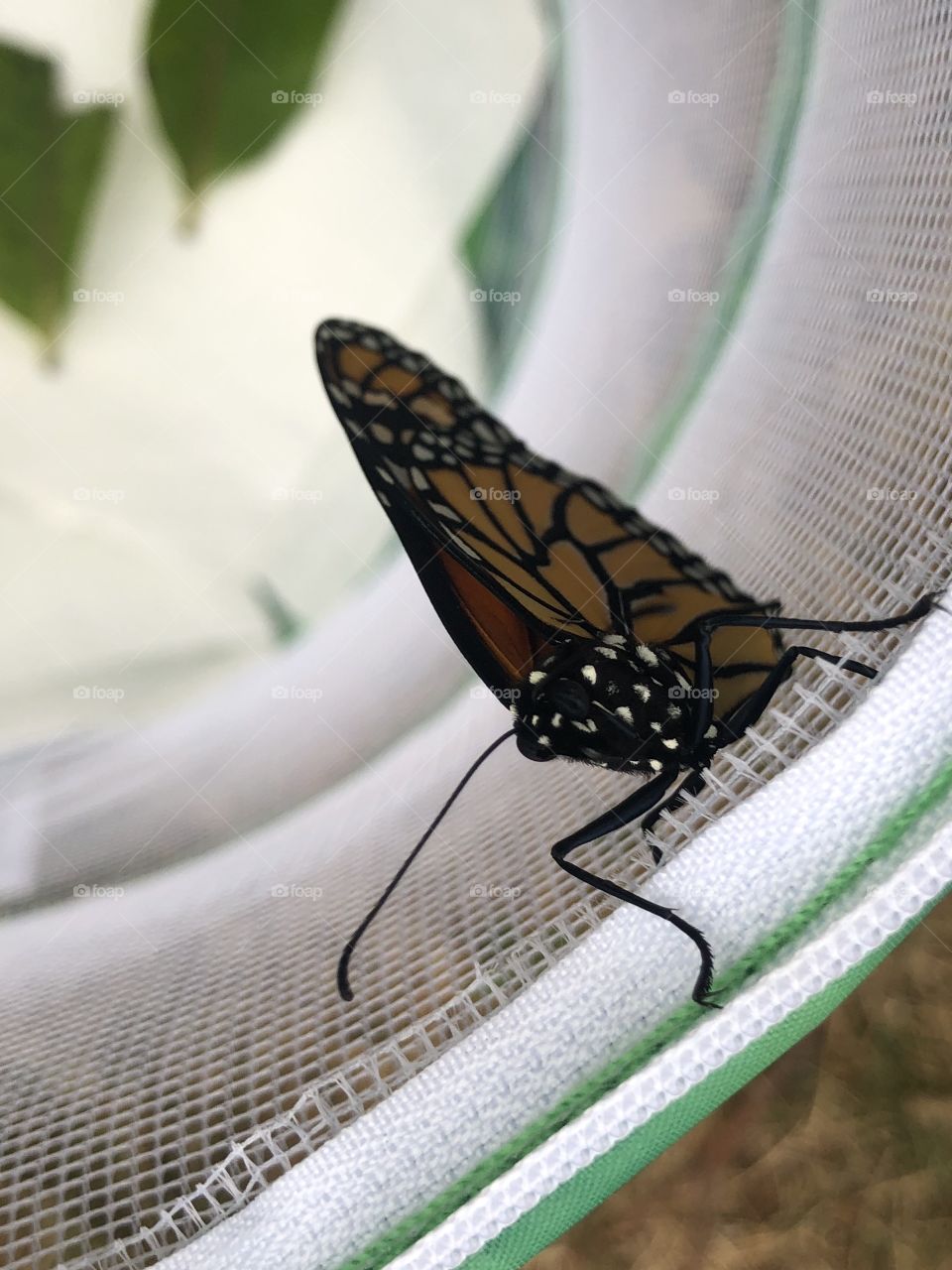 Recently hatched monarch butterfly 