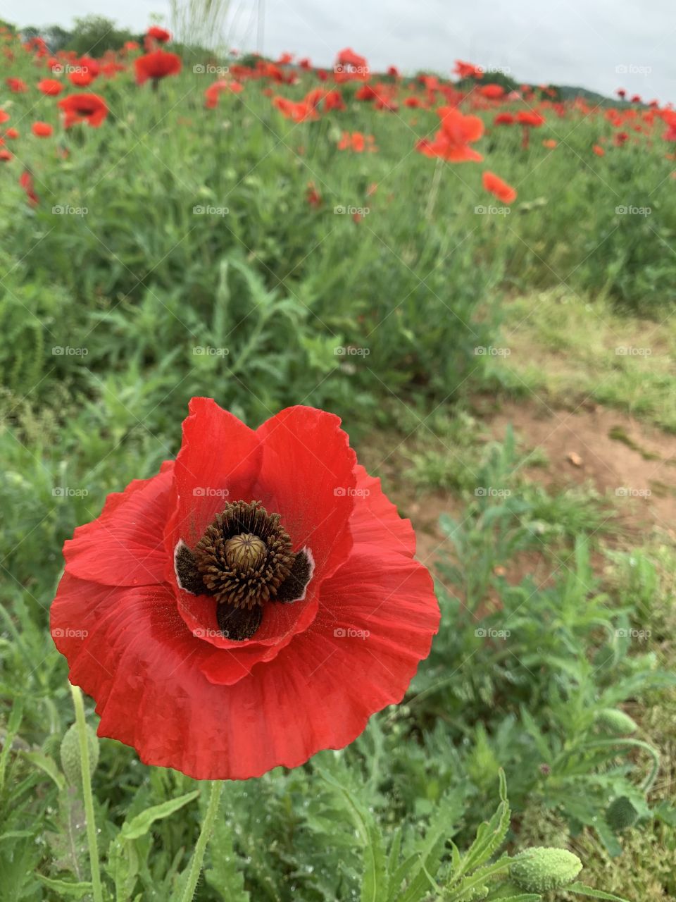 A beautiful scene of red flowers along a rest stop. 