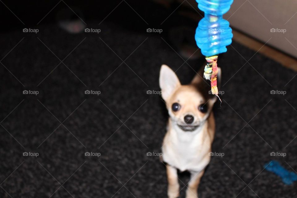 Chihuahua playing 