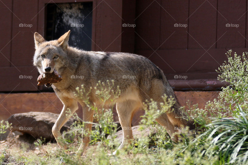 coyote