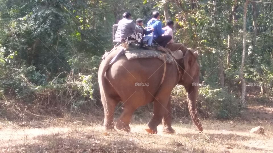 Adventure Time In Forest ! On Elephant