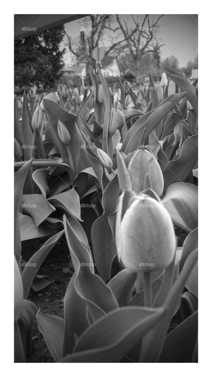 tulips in greys
