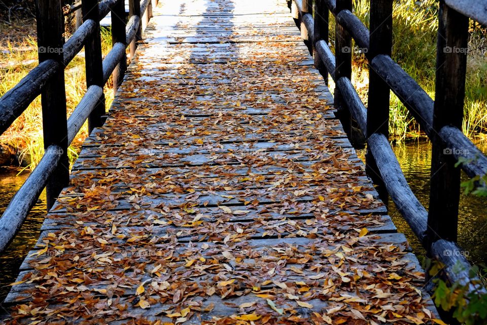 Fall Leaves Blanket a Bridge