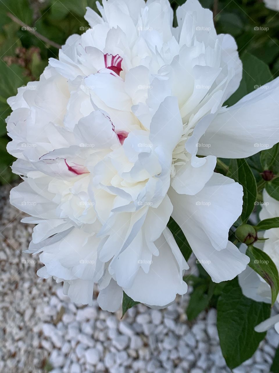 White peony in bloom