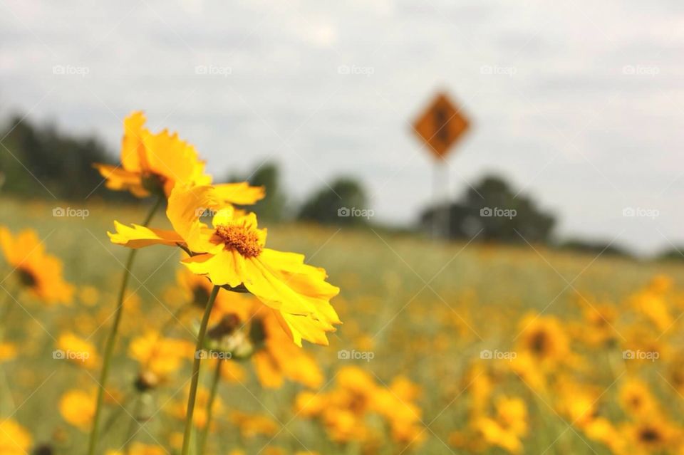 Yellow flowers. Yellow flowers on a Texas roadside 