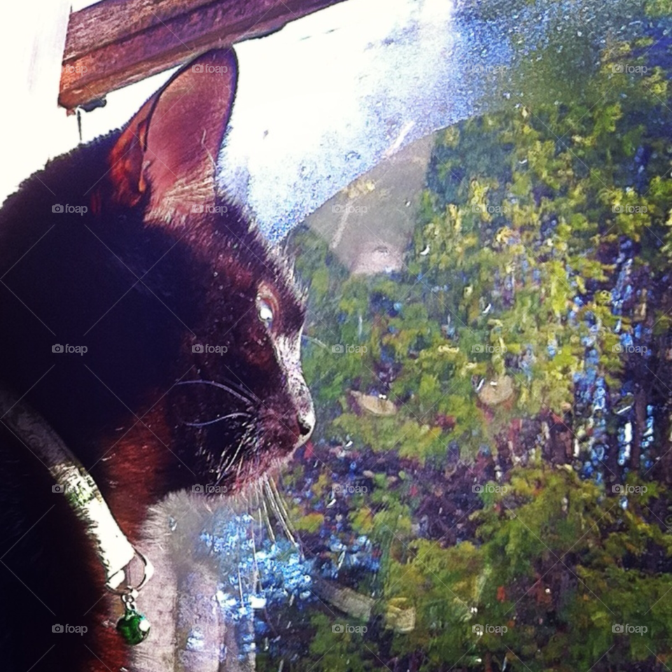 nature pretty black house by Zita