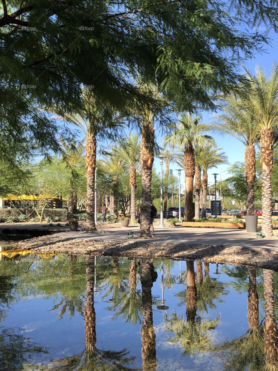 Palm trees water reflection