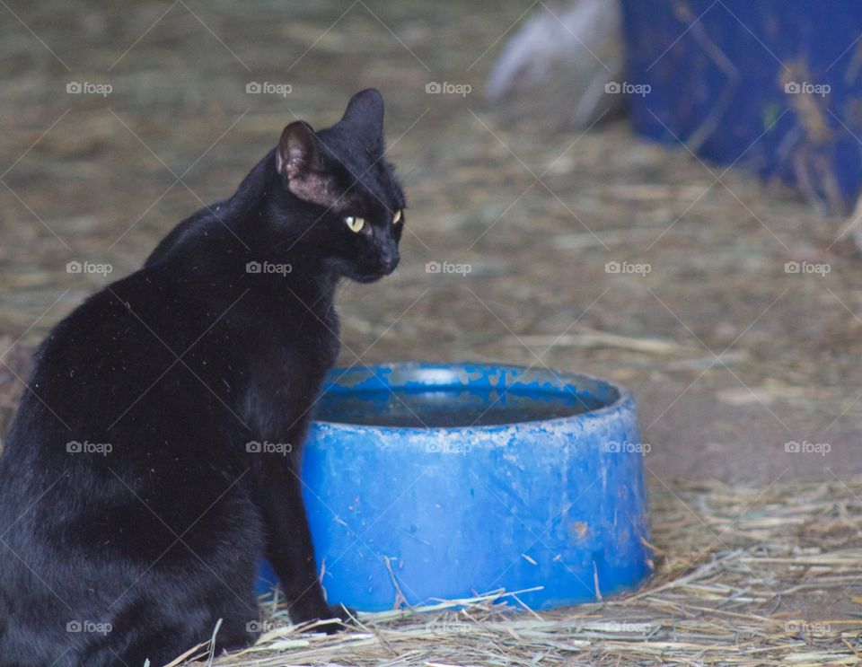 A little barn kitty by the family water bowl 