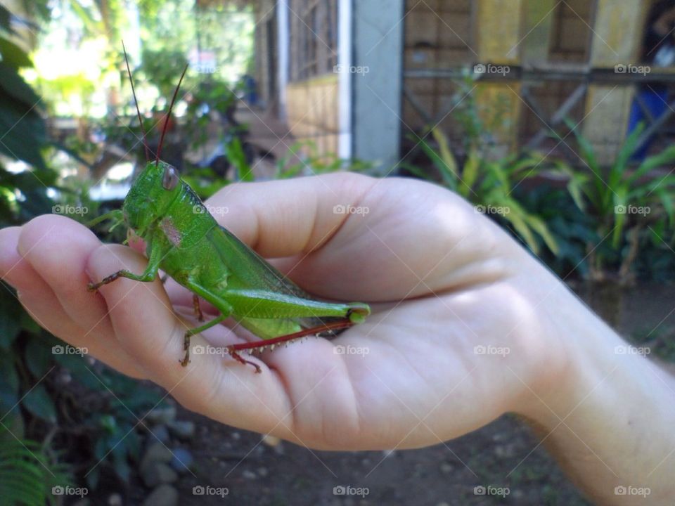 Grasshopper in the Philippines 