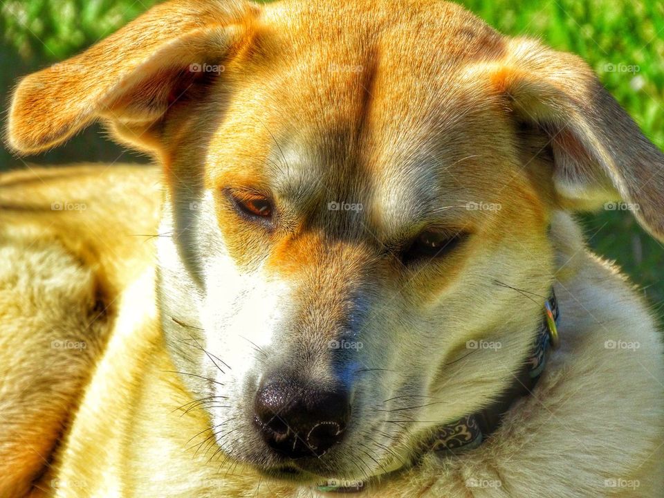 Sleepy Yellow Lab Dog