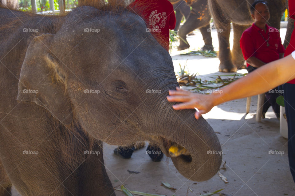 THE ELEPHANT GARDEN AT NOON NOOK GARDEN PATTAYA THAILAND