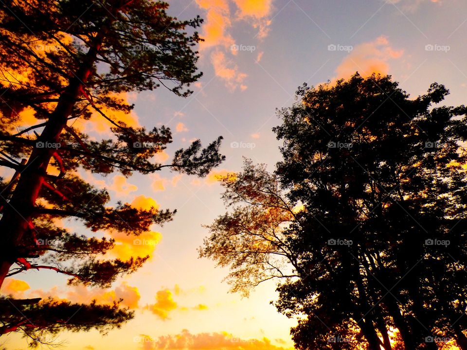 Trees and the sunset