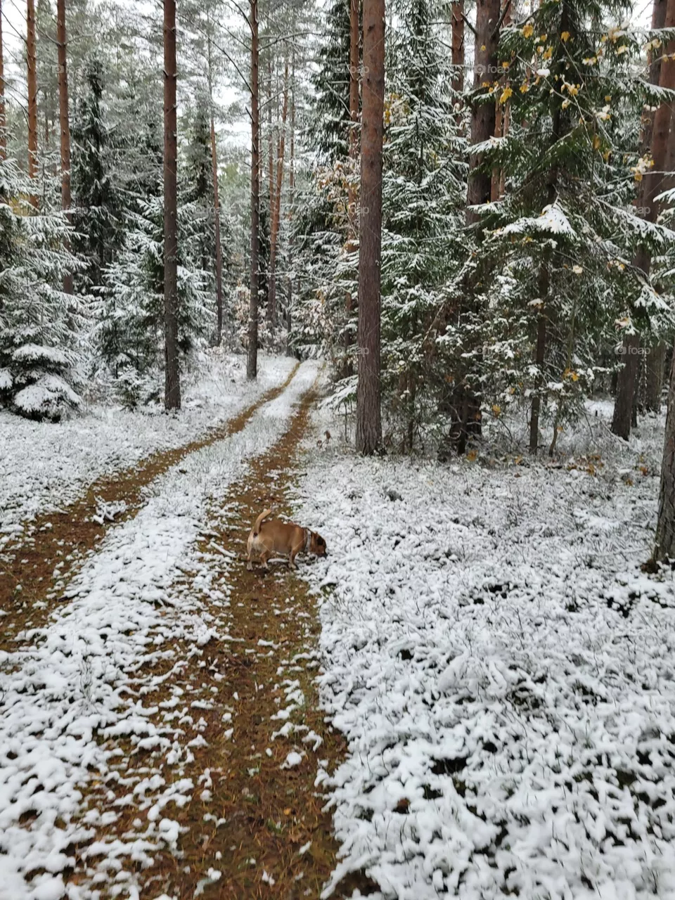forest