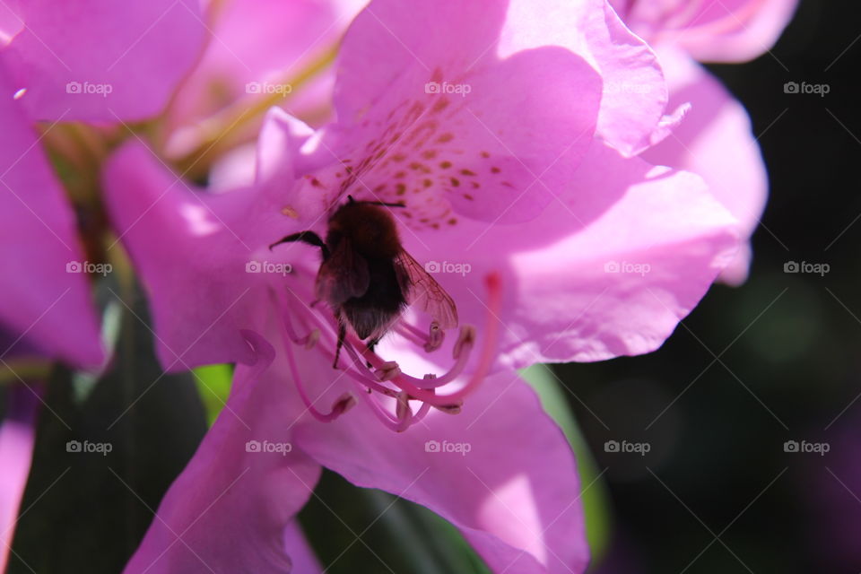 Bee in a rhododendron blossom