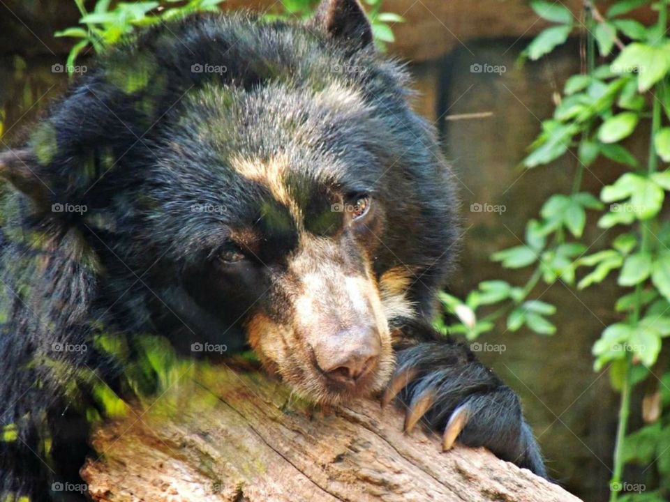 zoo bear