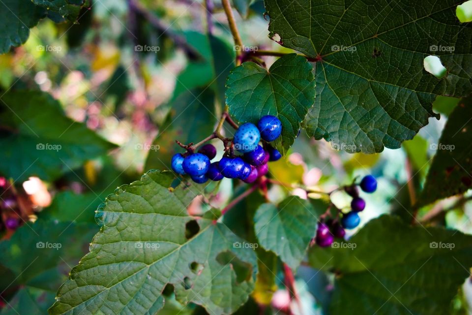 Berries on a vine 