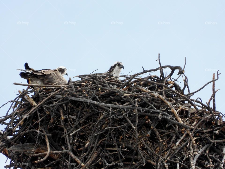 Osprey couple nesting