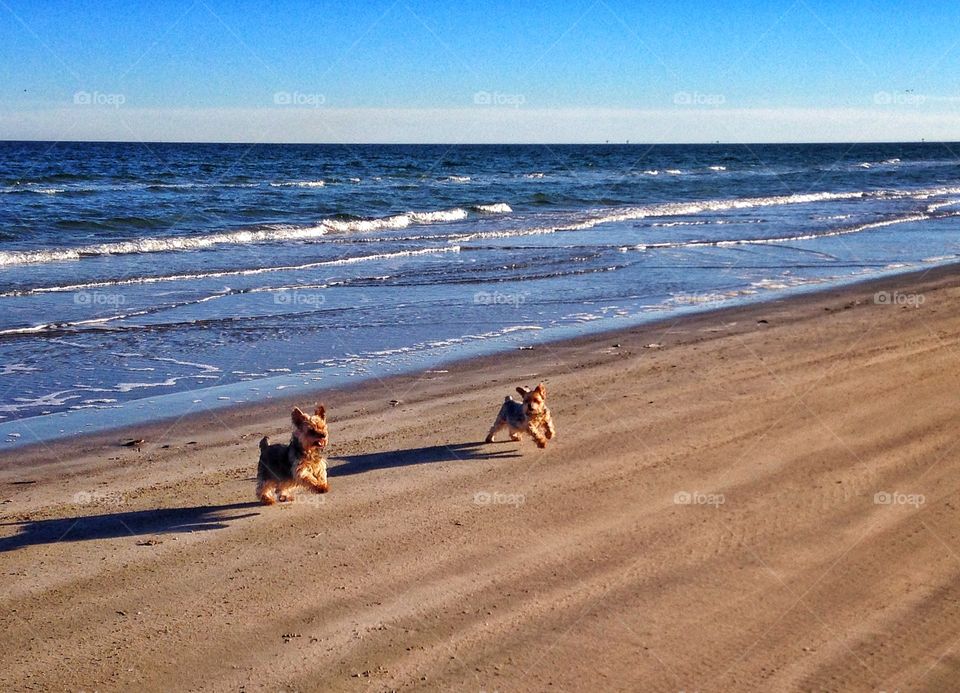 Two dogs playing at the beach