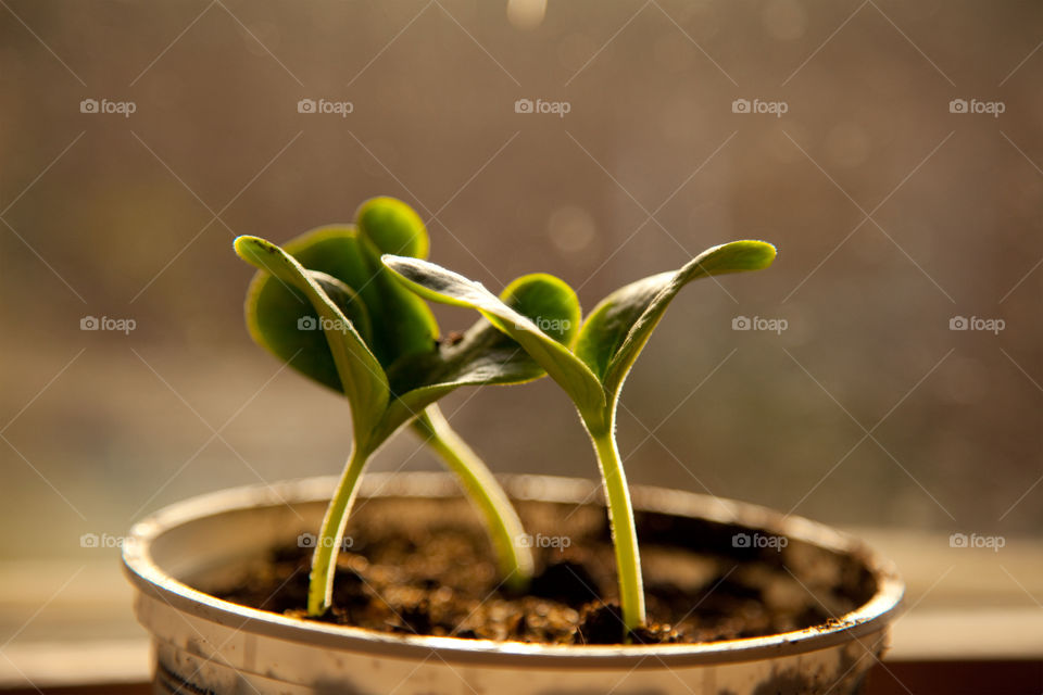 Close-up of green plant