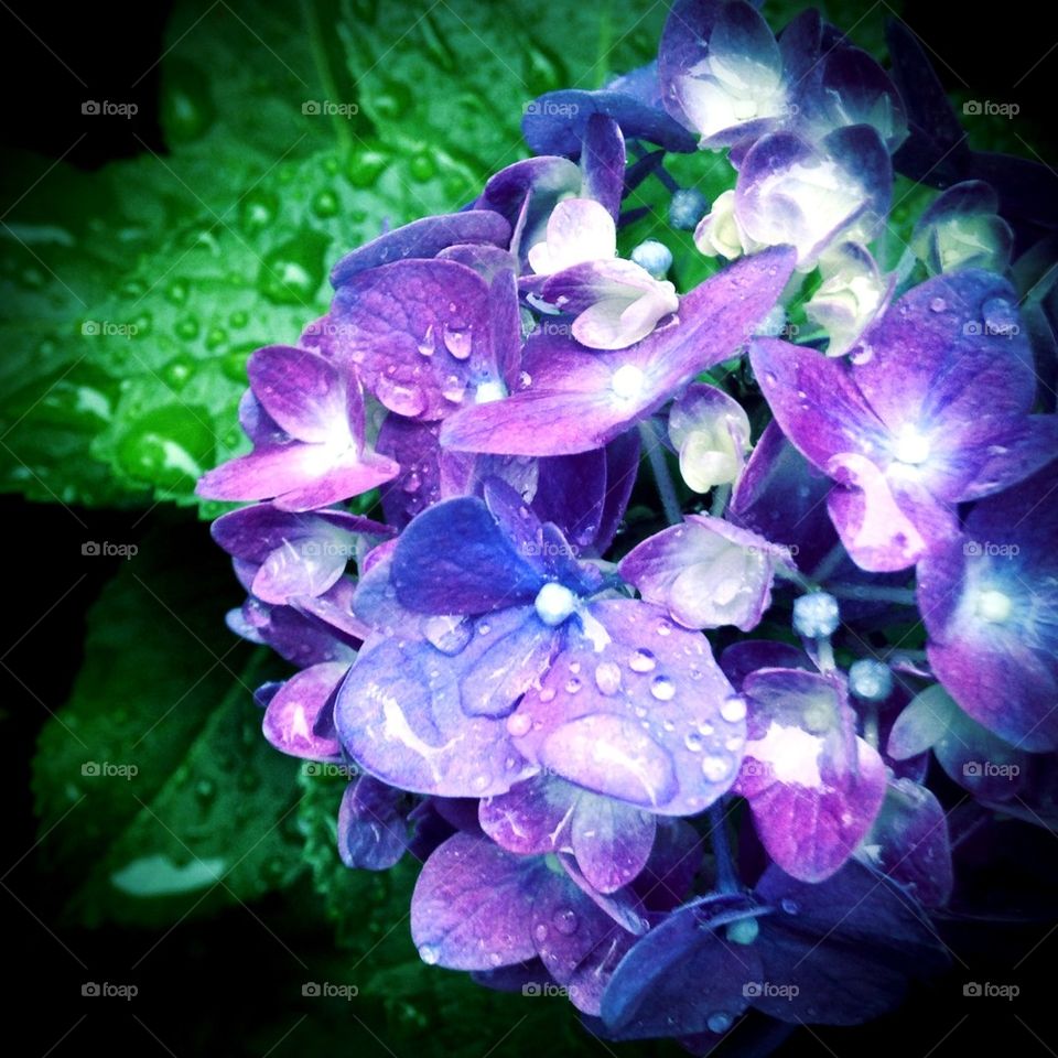 Hydrangea rain