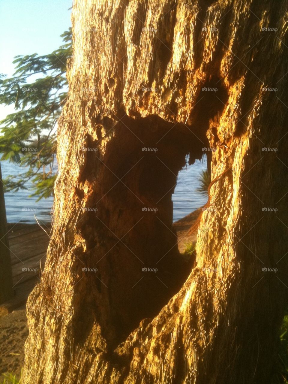 Looking through the heart of a Tree