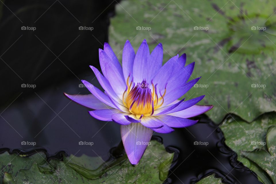 Purple water Lily flower