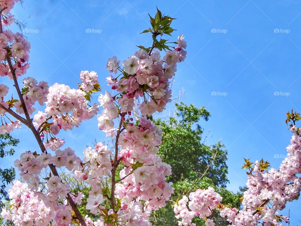 Pink blossom