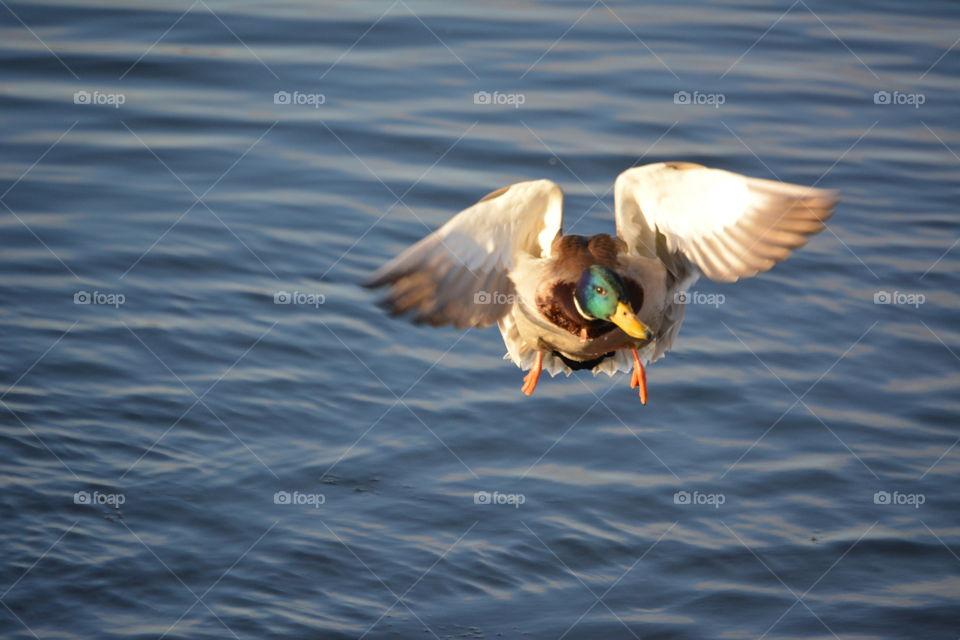 Duck in flight