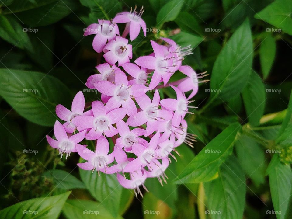 flowers captured