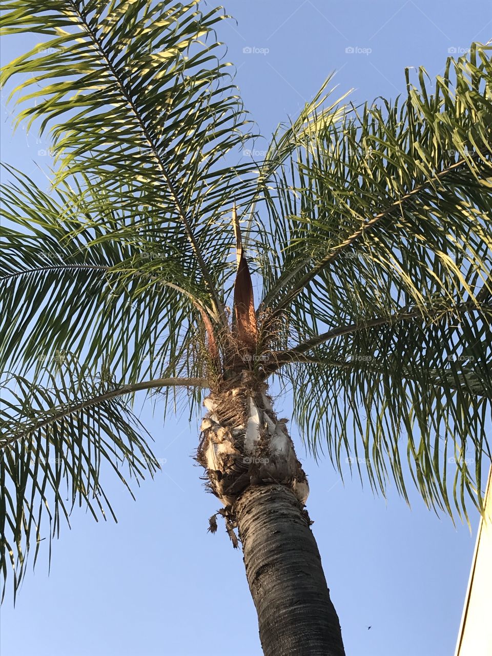 A nice palm tree located at a quiet shopping center. It symbolizes tropical paradise to those who see it.