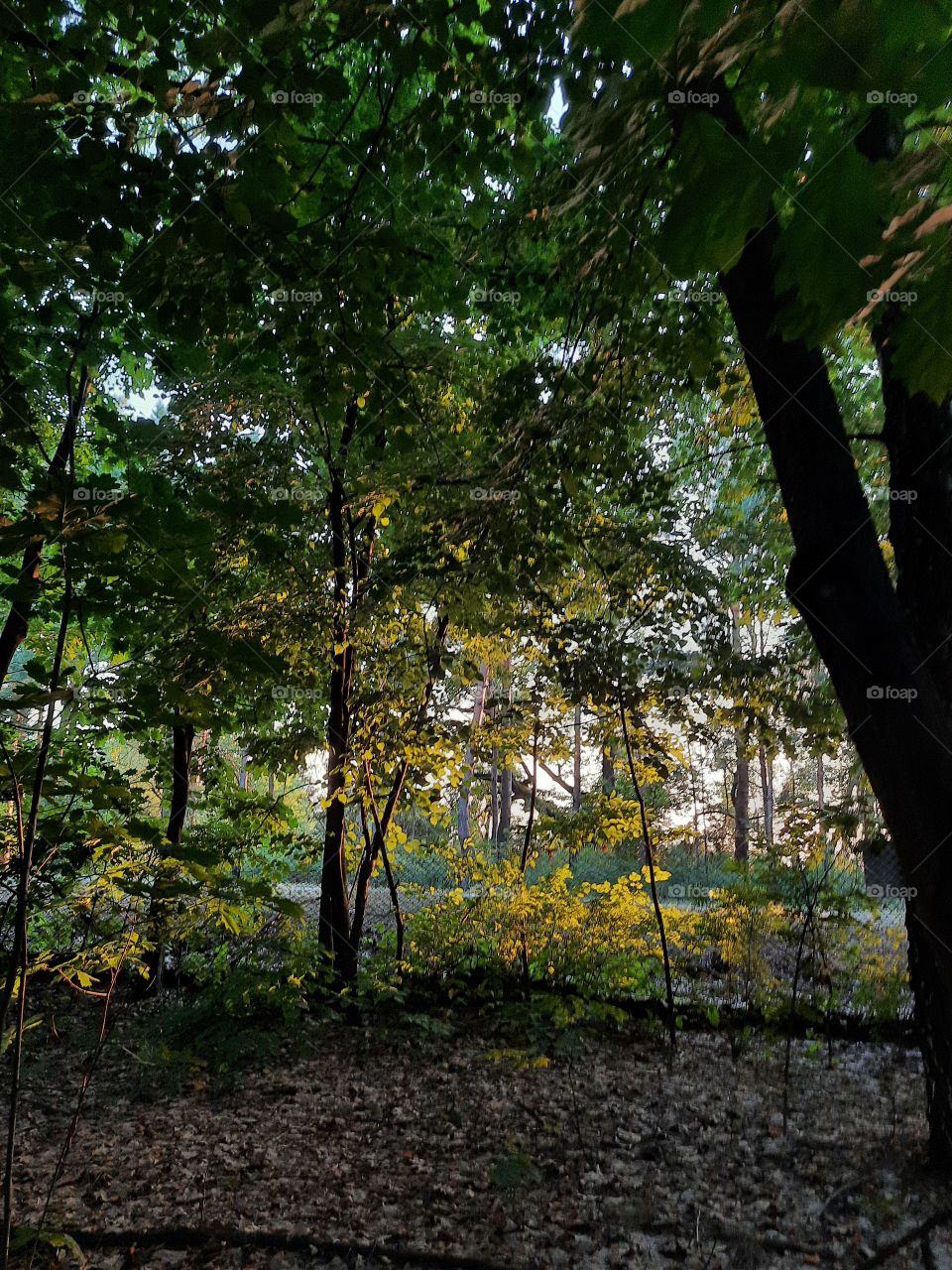 summer sunset  in the forest