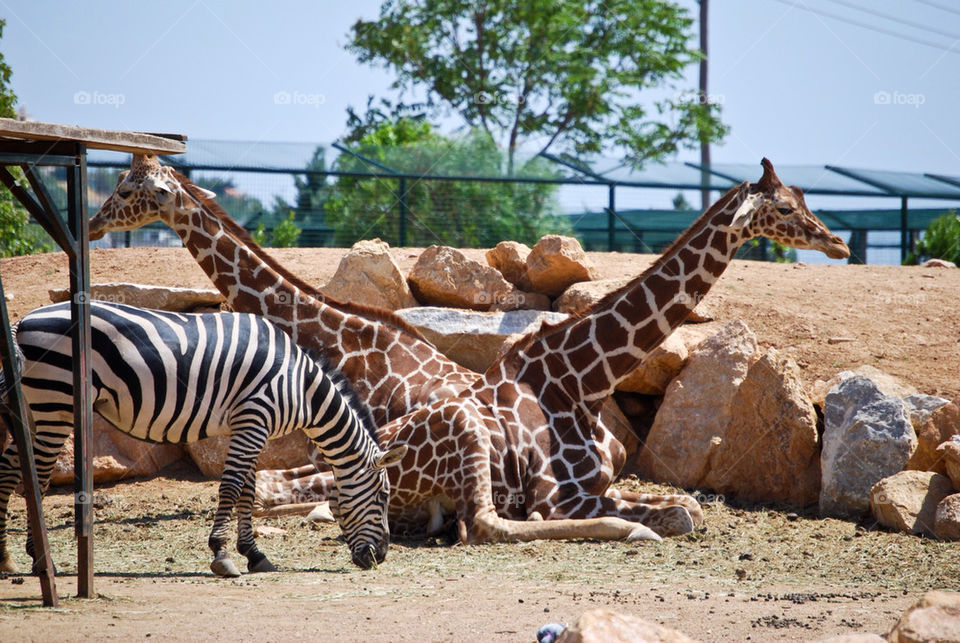summer sunny fun zoo by megas