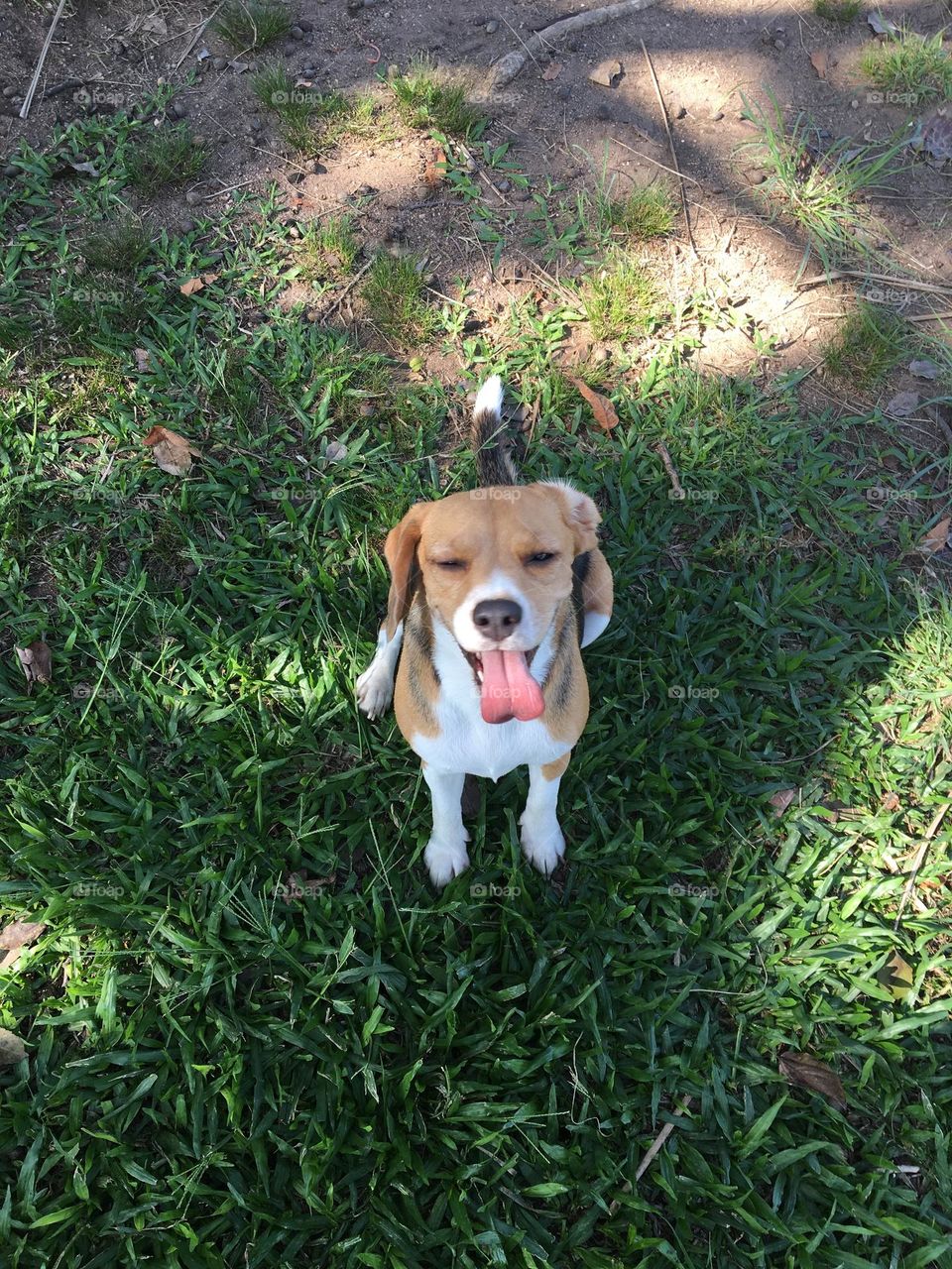 Beagle atento