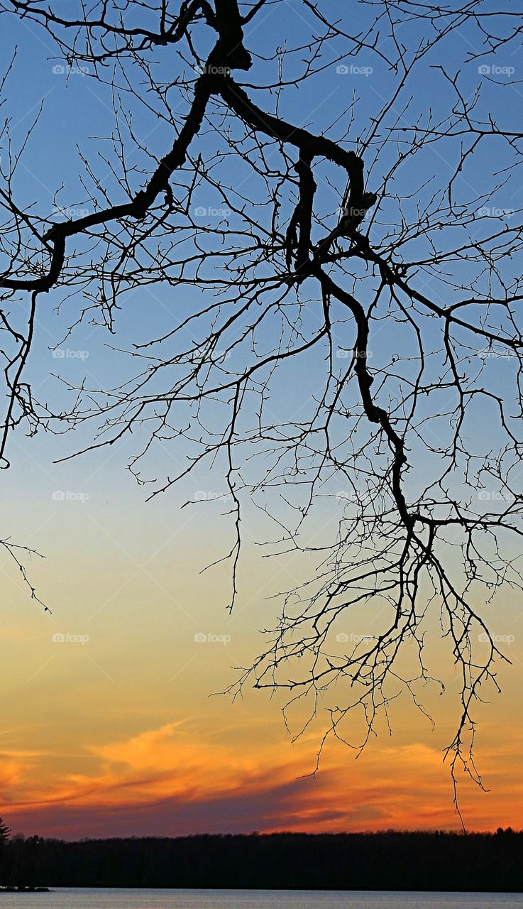 Captivating branches at sunset