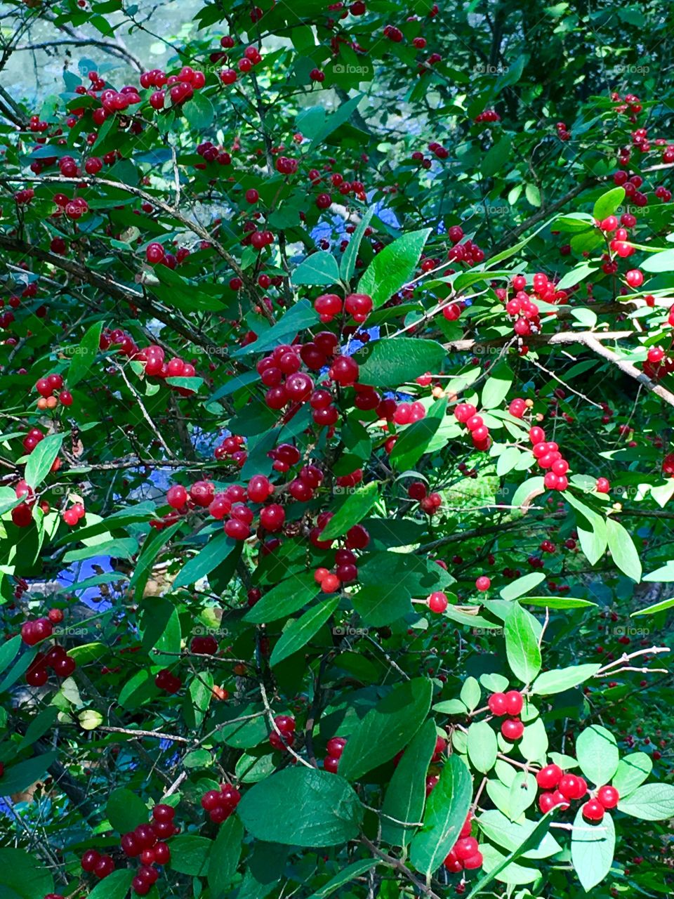 Beautiful berries in lush park setting