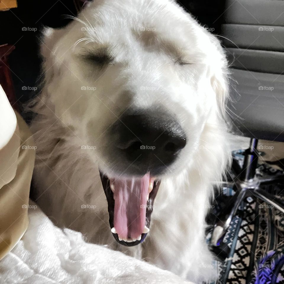 Yawny Dog