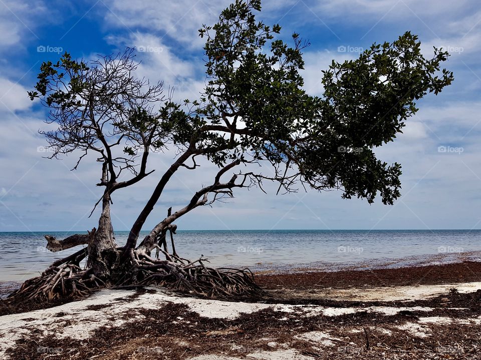 Mangrove tree at the beach, Long key, FL