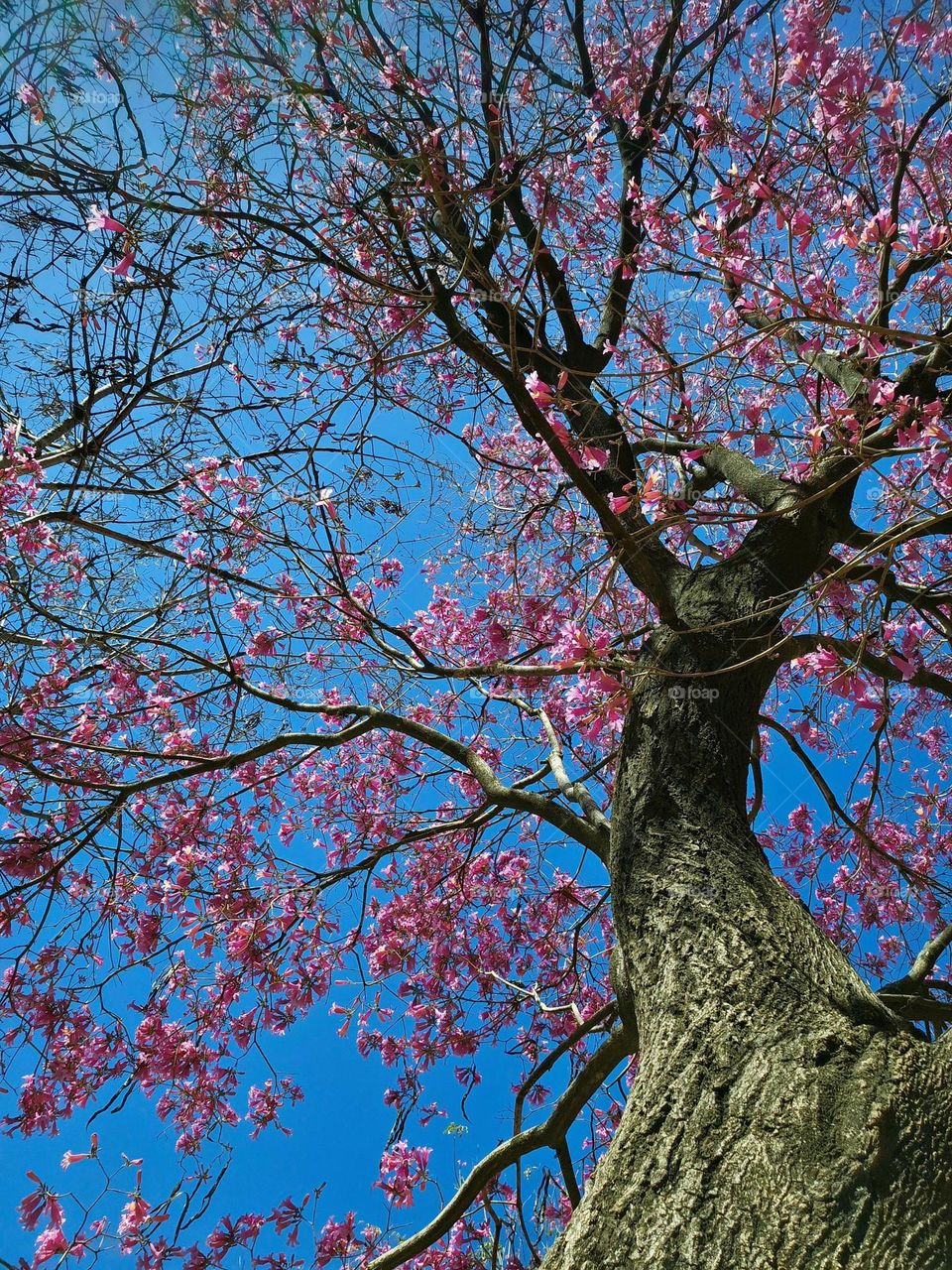 The grand Lapacho tree, its vibrant pink flowers, and towering trunk are a master piece of nature; a delightful sight to see.