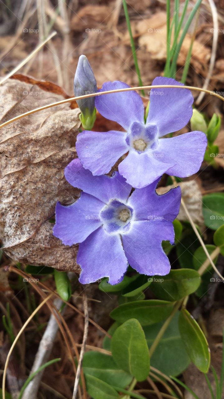 periwinkle blue flowers