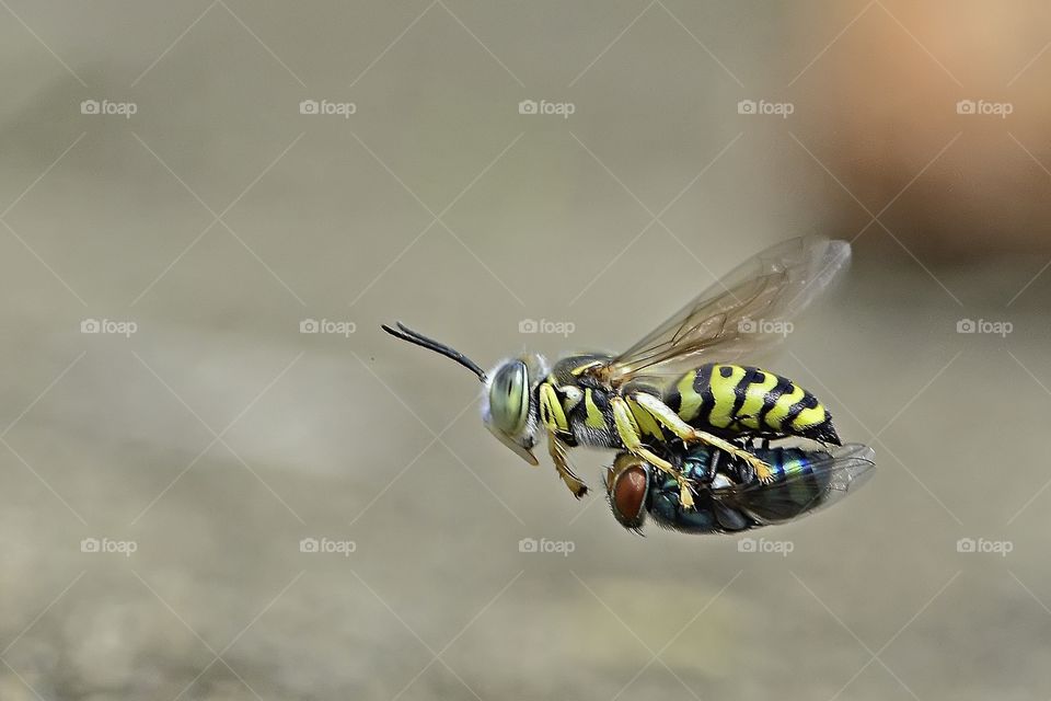 Sand Wasp.