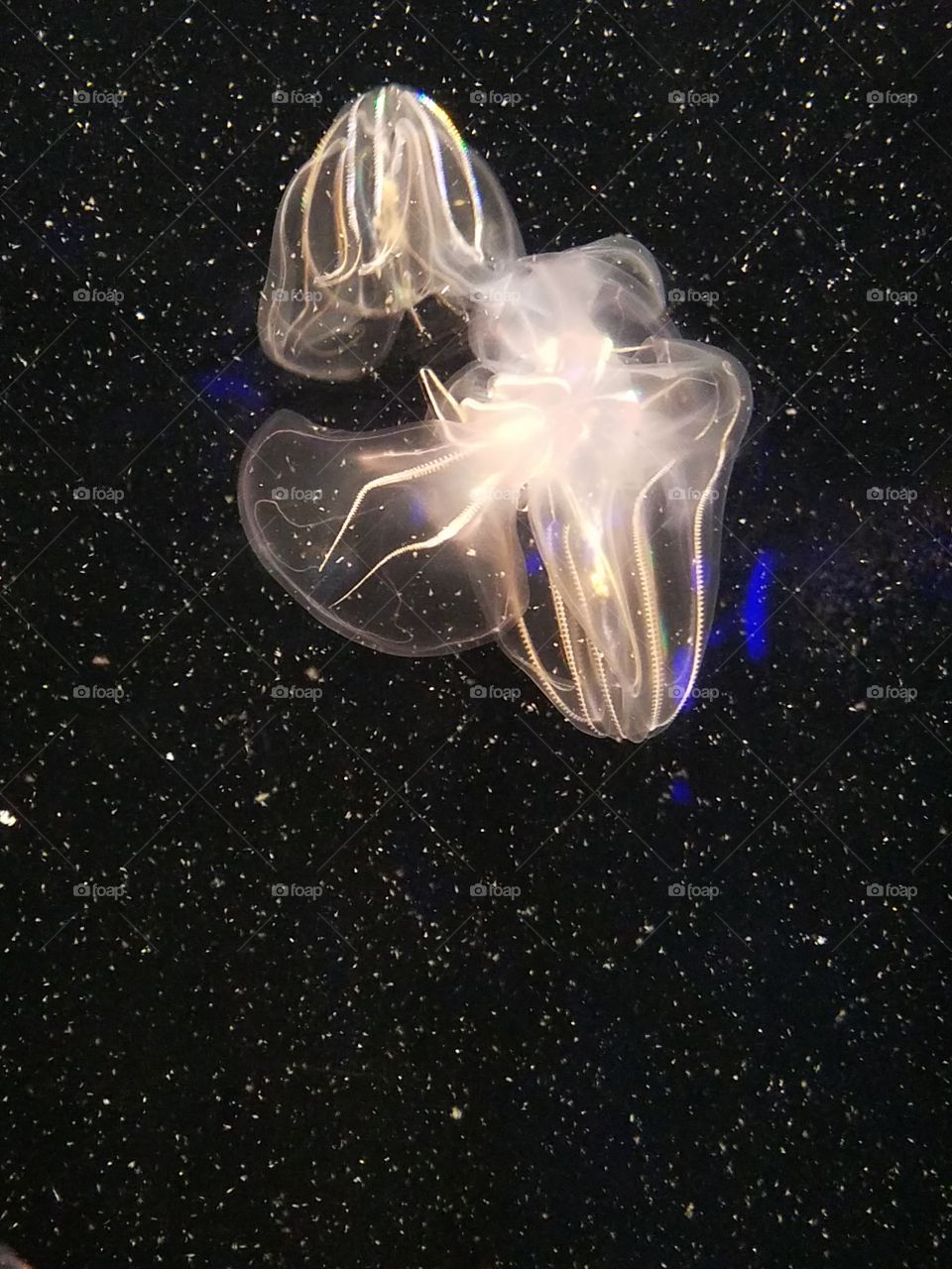 jellyfish that glow
