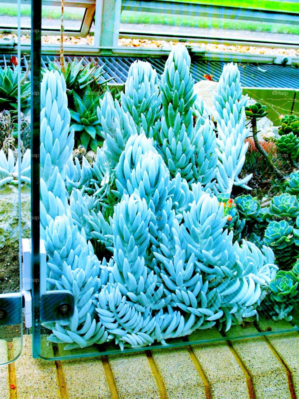 Оранжерея сады