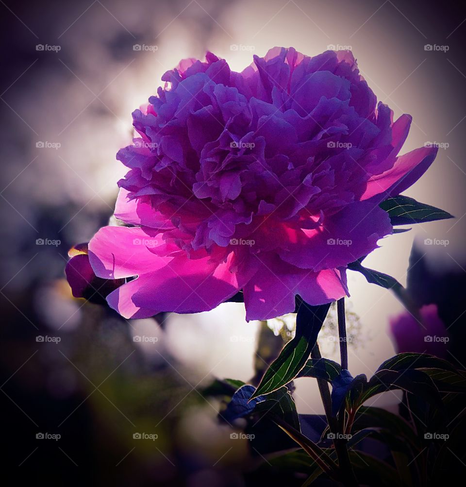 Peony at sunset 